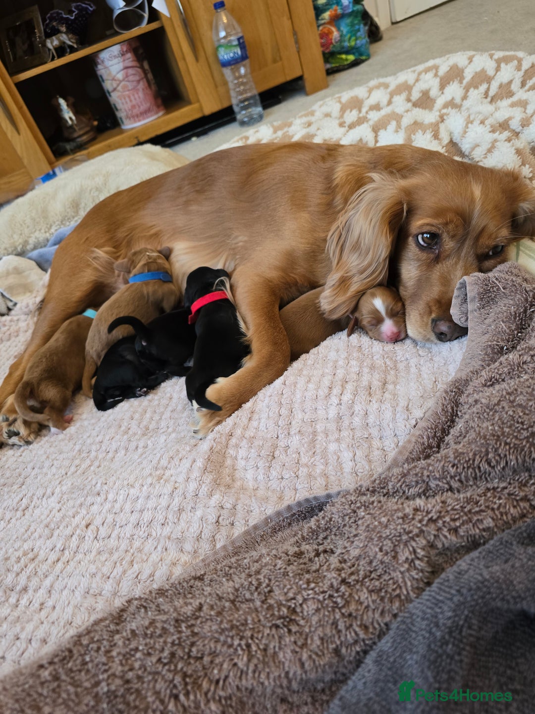 Cocker Spaniel dogs for sale: Working cocker spaniel males  - Advert 11