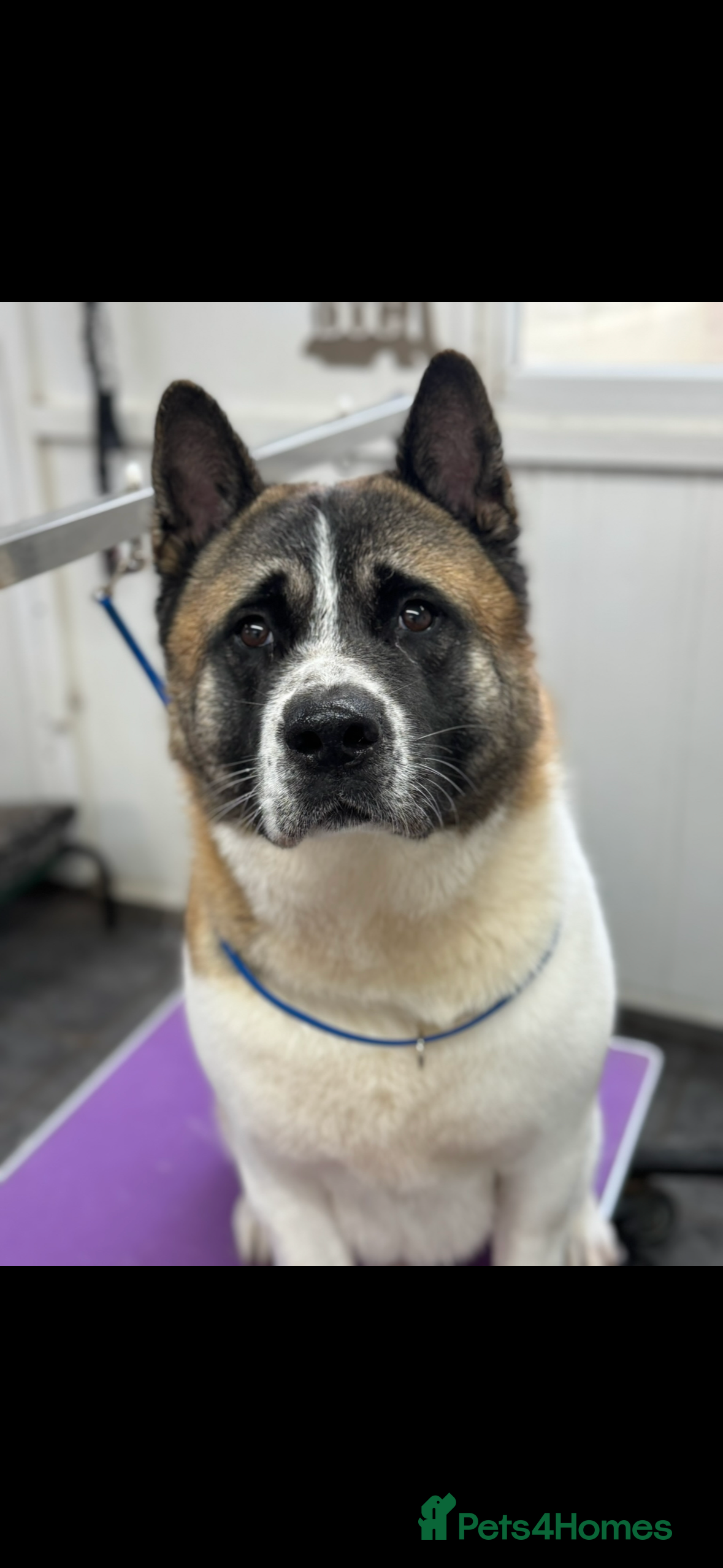 Akita dogs 4 year old Male America Akita for Rehoming - Advert 2