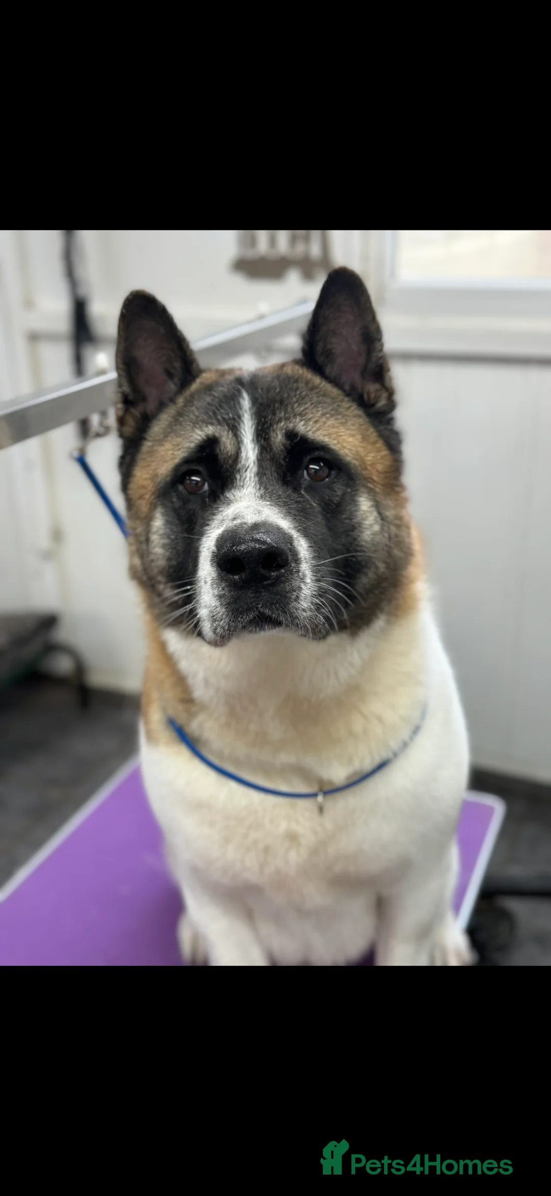 Akita dogs for sale: 4 year old Male America Akita for Rehoming - Advert 1