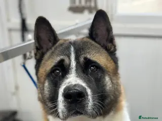 Akita dogs 4 year old Male America Akita for Rehoming - Advert 2