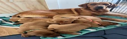 Labrador Retriever dogs for sale: KC Registered Fox Red Working Labrador Puppies in Huddersfield - Advert 5