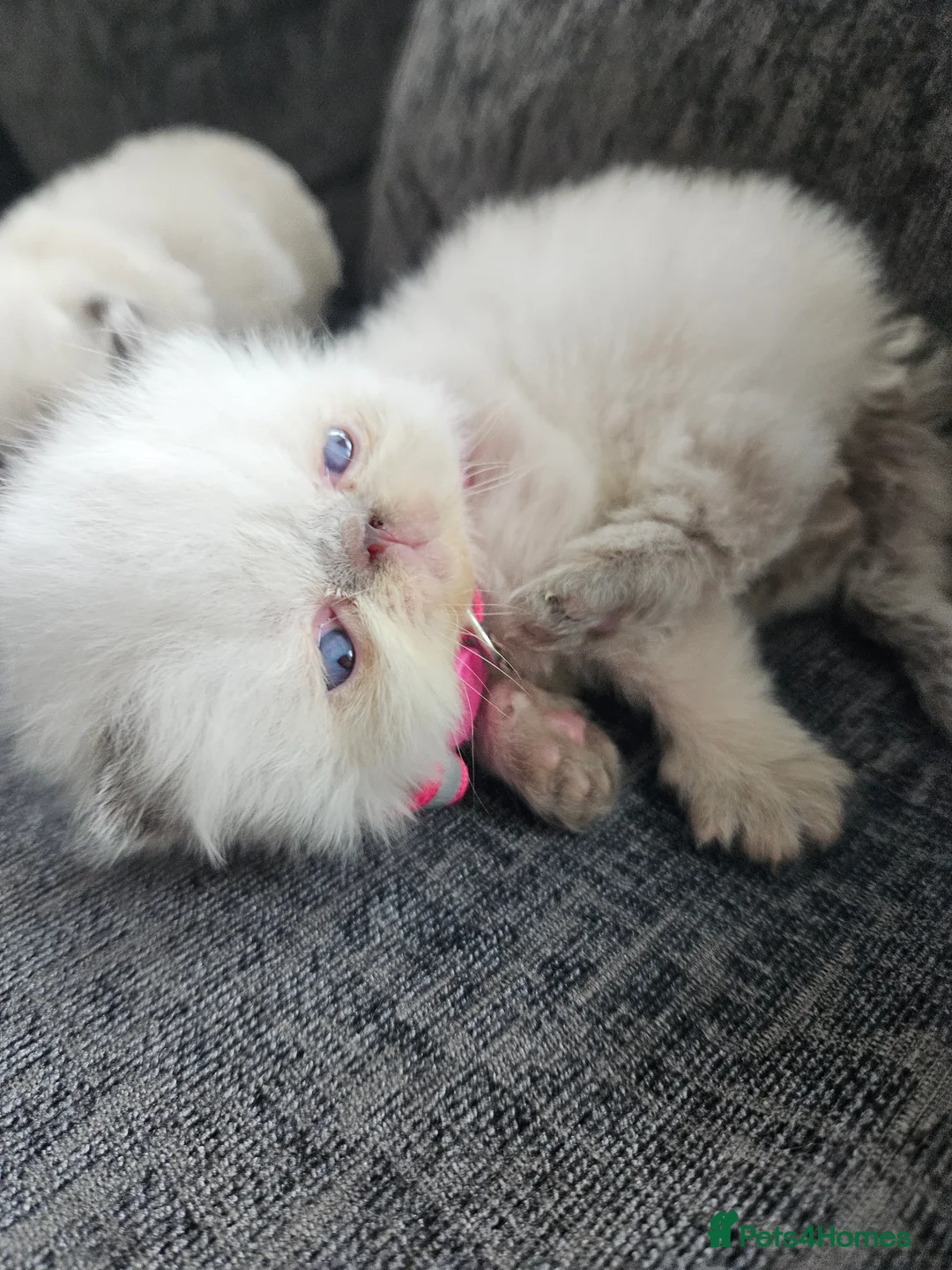 Persian cats for sale: 😻Stunning Pedigree Persian Kittens 😻 - Advert 12