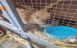 English rabbits for sale: Female rabbit  - Image 3