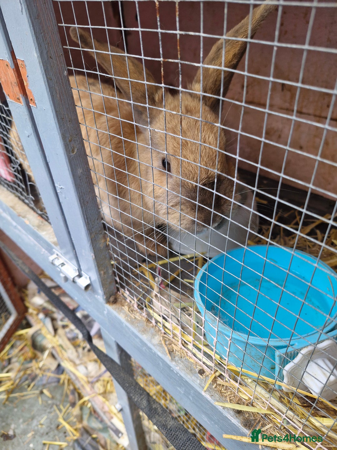 English rabbits for sale: Female rabbit  - Image 3