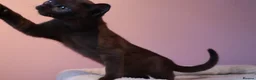Burmese cats for sale: Beautiful Healthy Burmese  - Advert 33