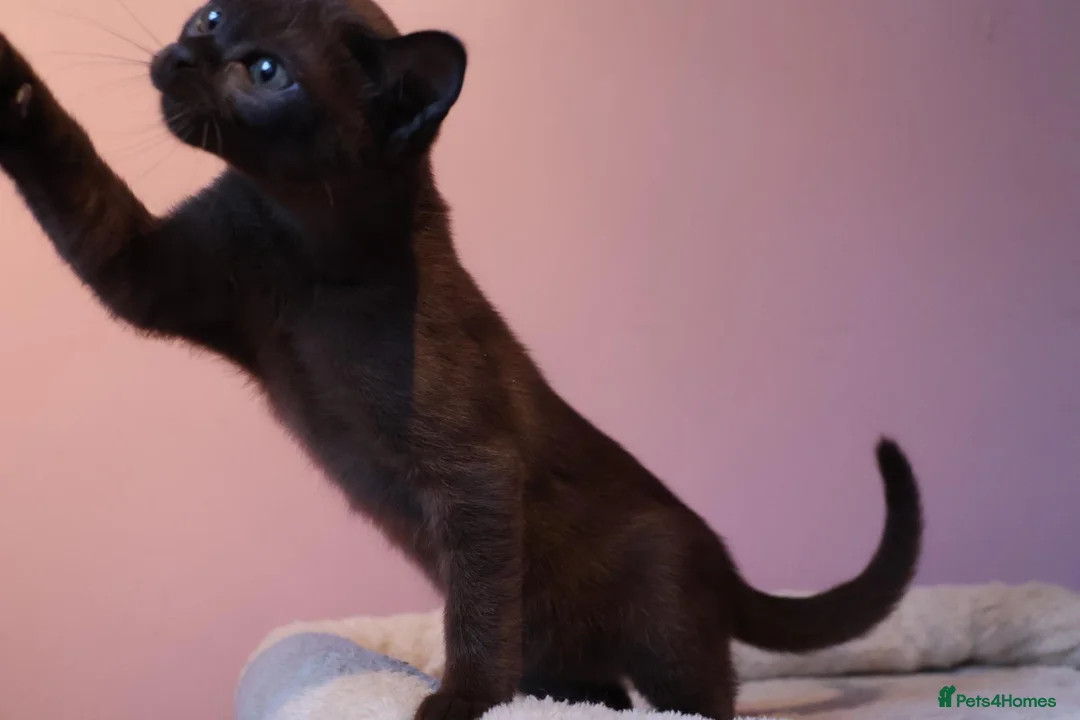 Burmese cats for sale: Beautiful Healthy Burmese  - Advert 33
