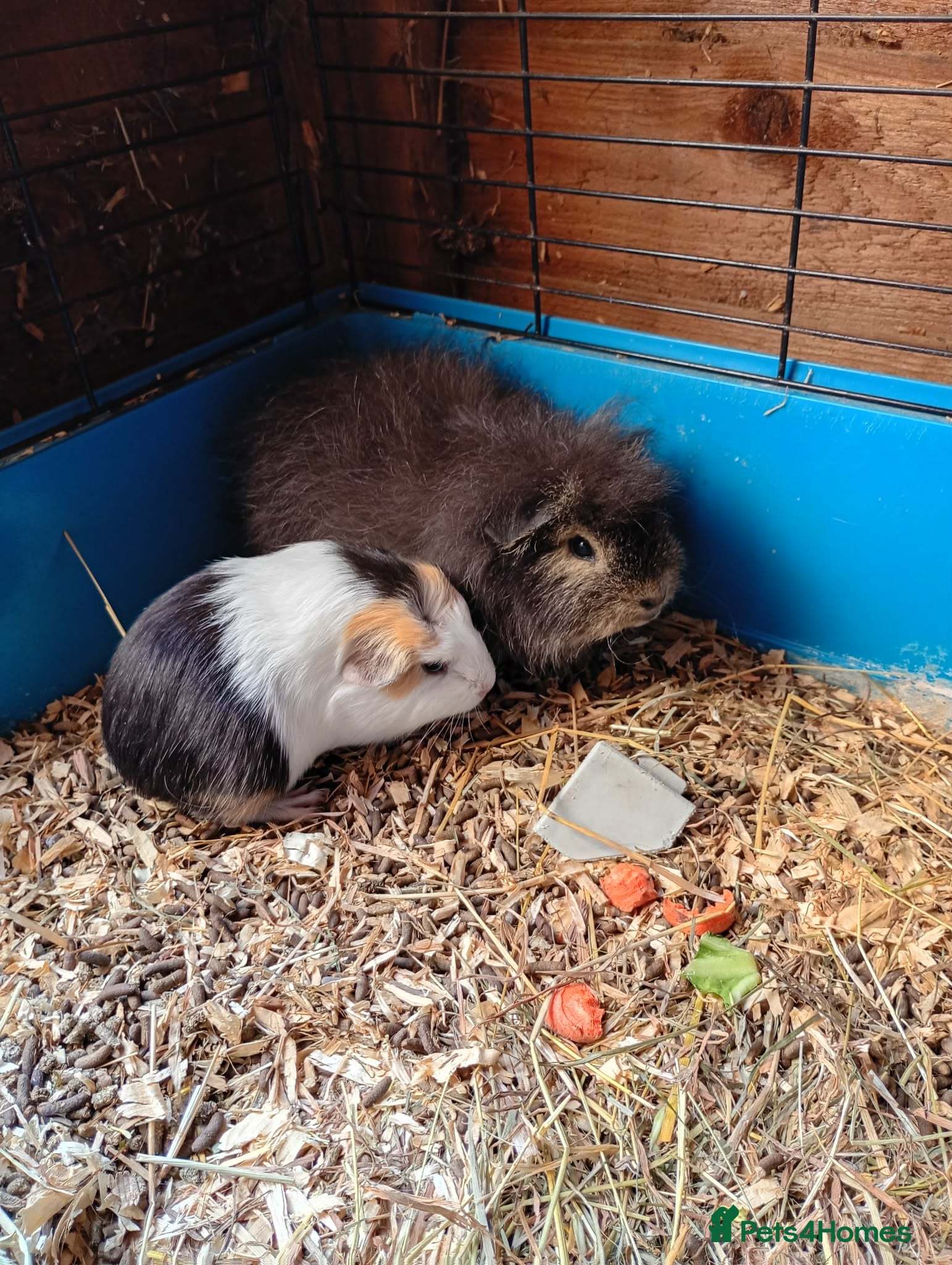 Guinea Pig rodents Mum and daughter and baby male ready now  - Advert 18