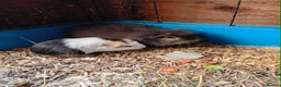 Guinea Pig rodents for sale: Mum and daughter and baby male ready now  - Advert 1