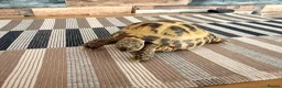 Tortoise reptiles for sale: Horse field tortoise in Dudley - Advert 3