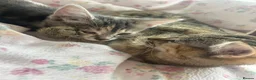 Mixed Breed cats for sale: Nova and Nellie  - Advert 10
