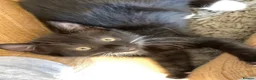 Mixed Breed cats for sale: Black and white bengal cross kittens  in Nottingham - Advert 2