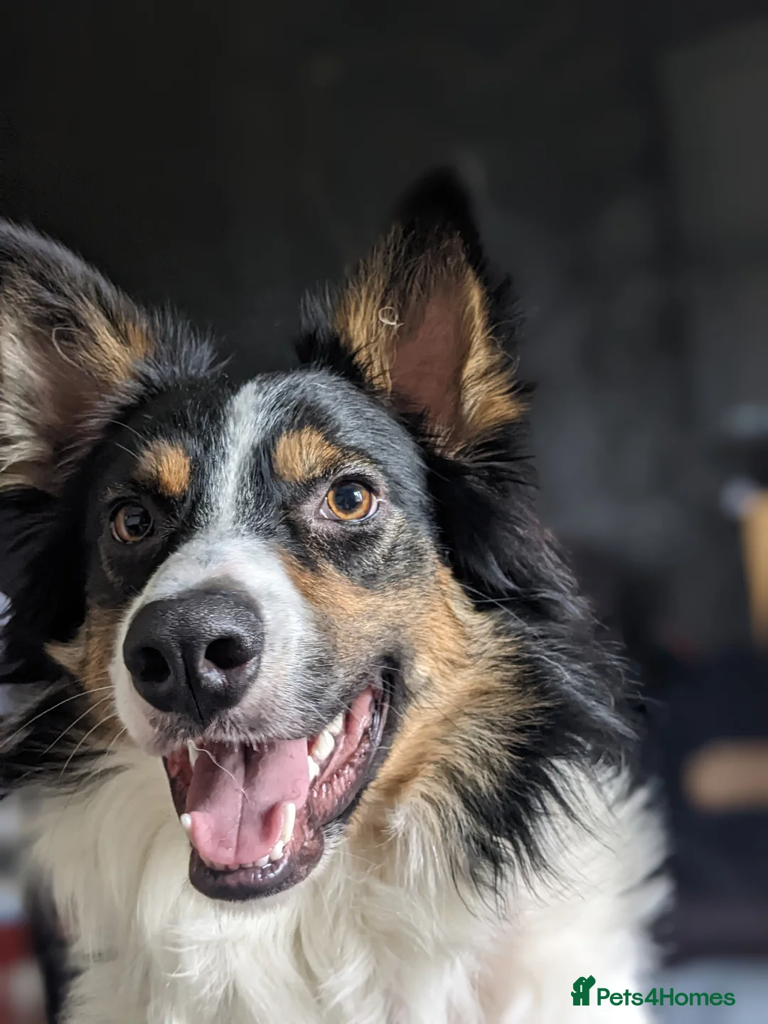 Border Collie dogs for sale: Experienced forever home only  - Advert 13