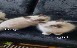 Ragdoll cats for sale: Beautiful adorable Ragdoll kittens.  - Image 6