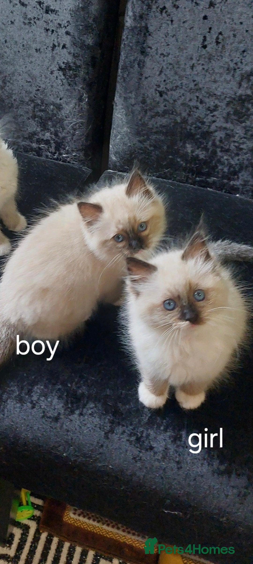 Ragdoll cats for sale: Beautiful adorable Ragdoll kittens.  - Image 6