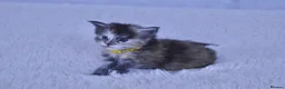 Maine Coon cats for sale: Maine coon kittens 5 ⭐ homes only  - Advert 3