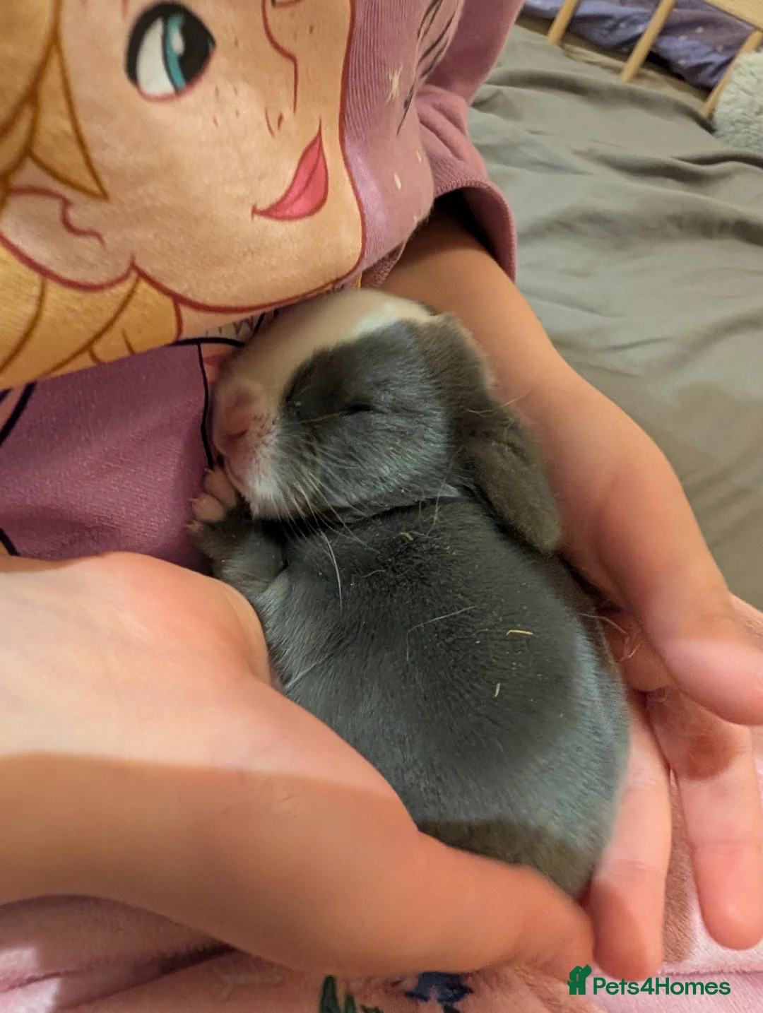 Mini Lop rabbits for sale: Mini lop - Advert 7