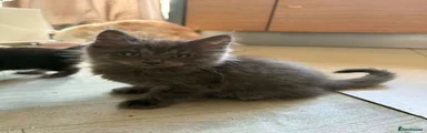 Maine Coon 2