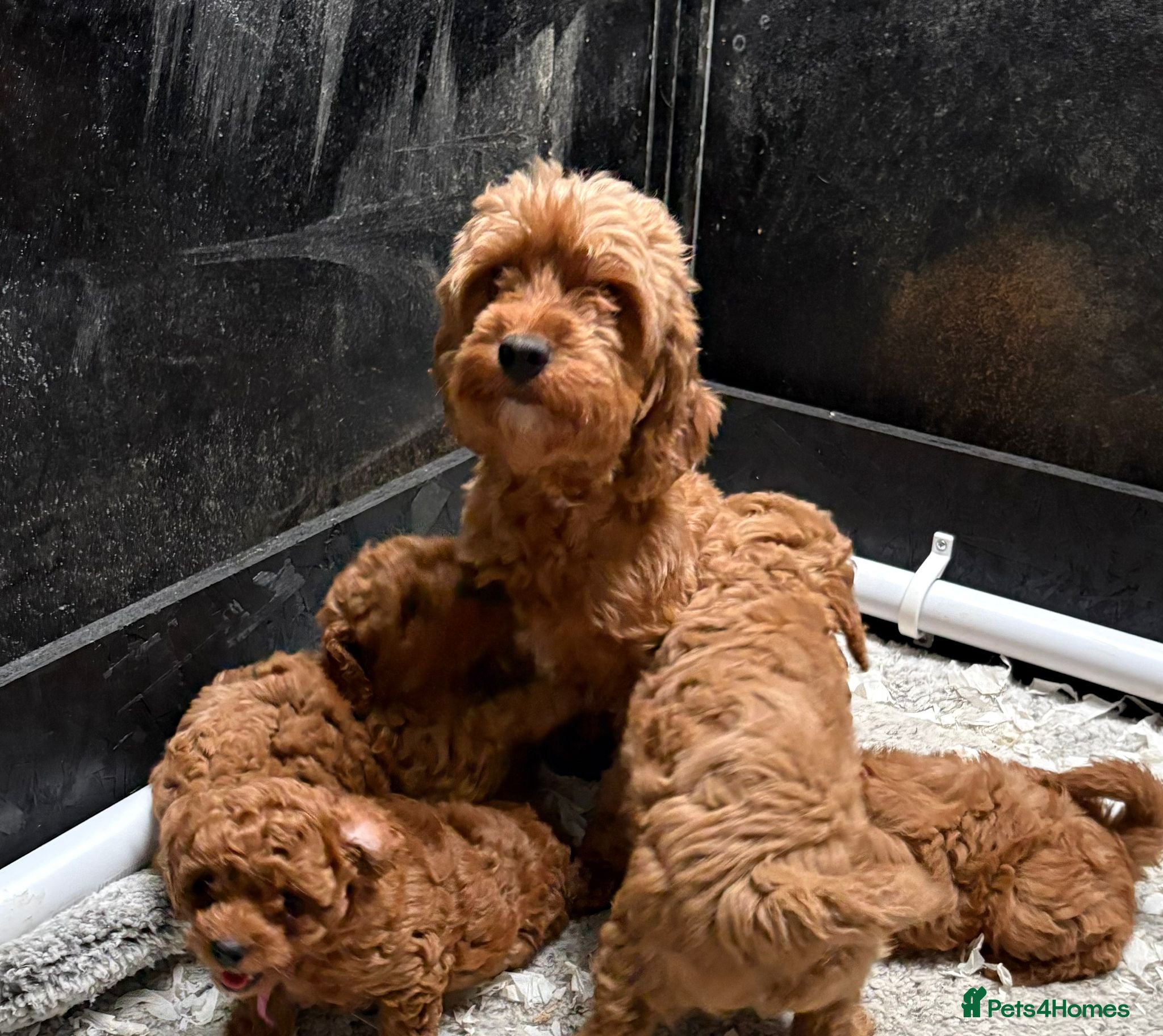 Cavapoo dogs Cavapoo puppies  - Advert 2