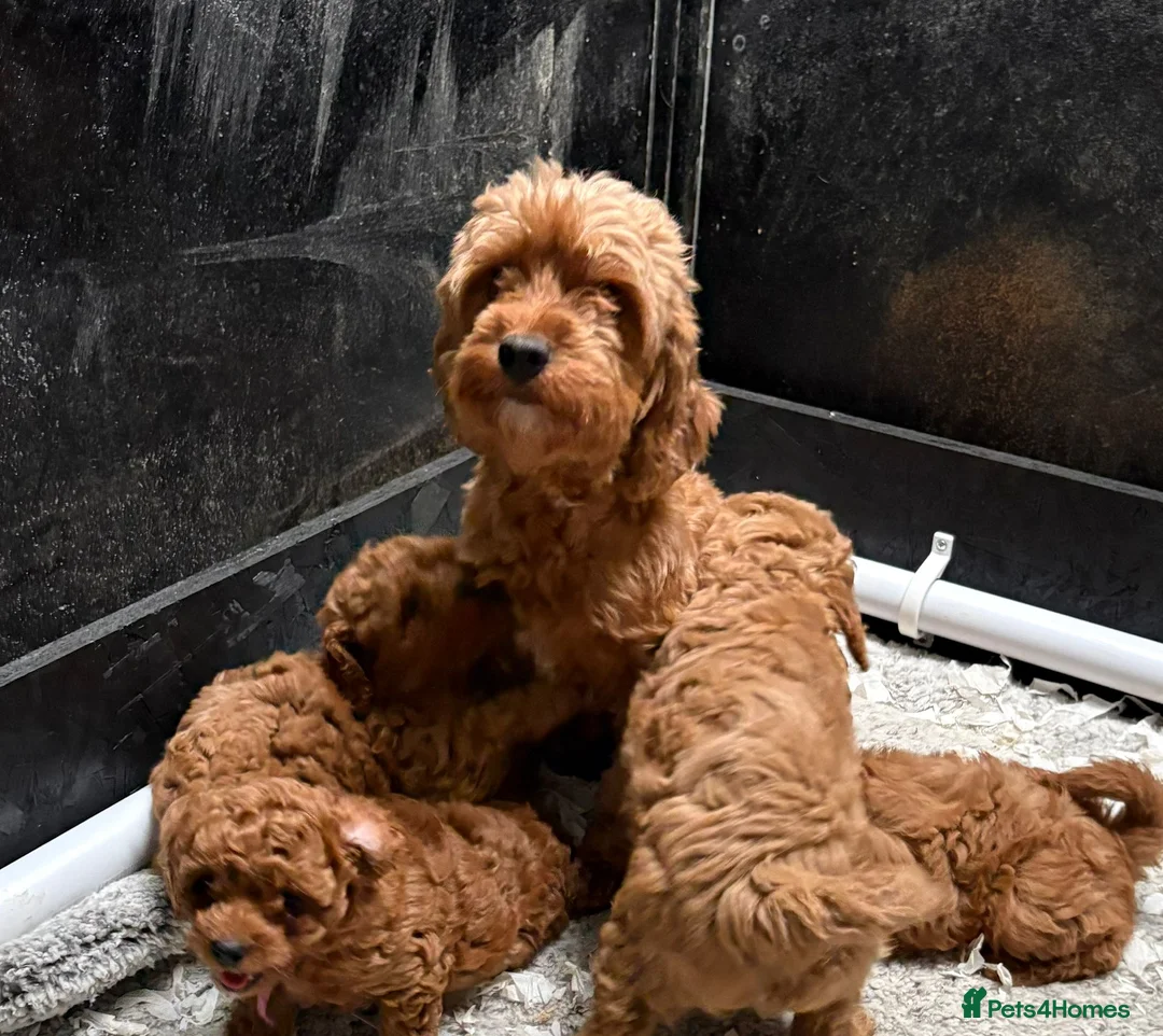 Cavapoo dogs for sale: Cavapoo puppies  - Advert 2