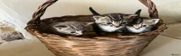 Mixed Breed cats for sale: Gorgeous litter of tabby kittens  in Stroud - Advert 1