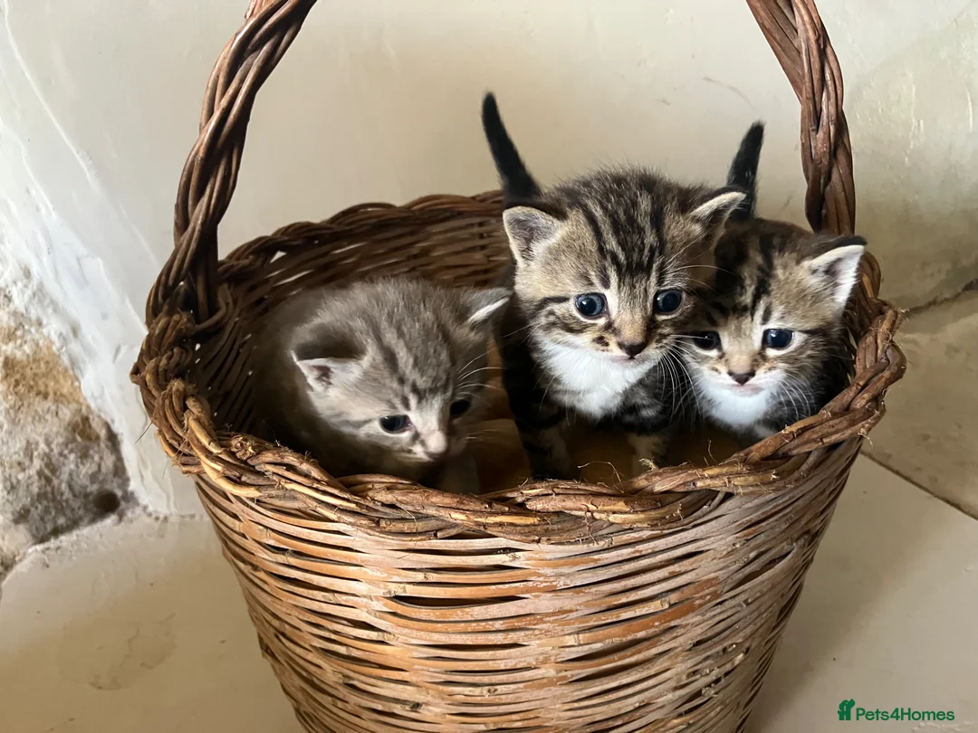 Mixed Breed cats for sale: Gorgeous litter of tabby kittens  in Stroud - Advert 1