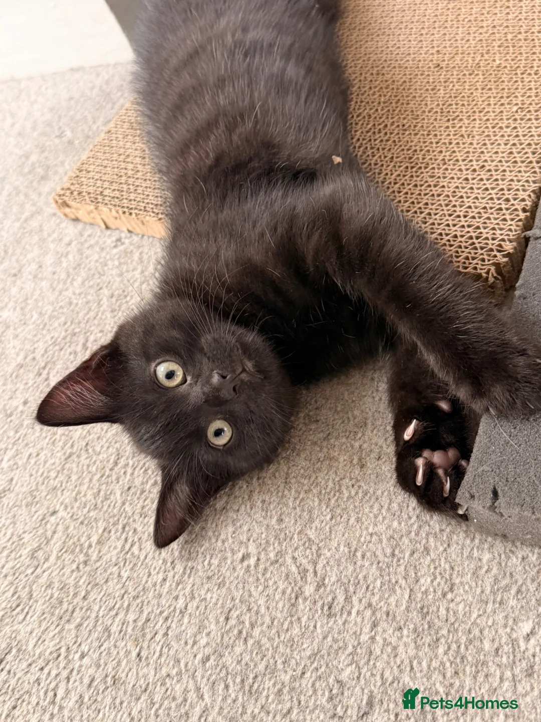 Mixed Breed cats for sale: 2 11 week old kittens - Advert 5