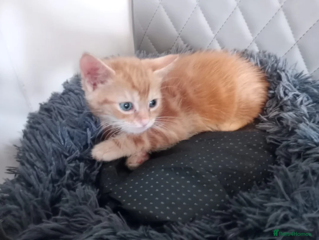 British Shorthair cats for sale: Beautiful British Shorthair Kittens  in Luton - Advert 21