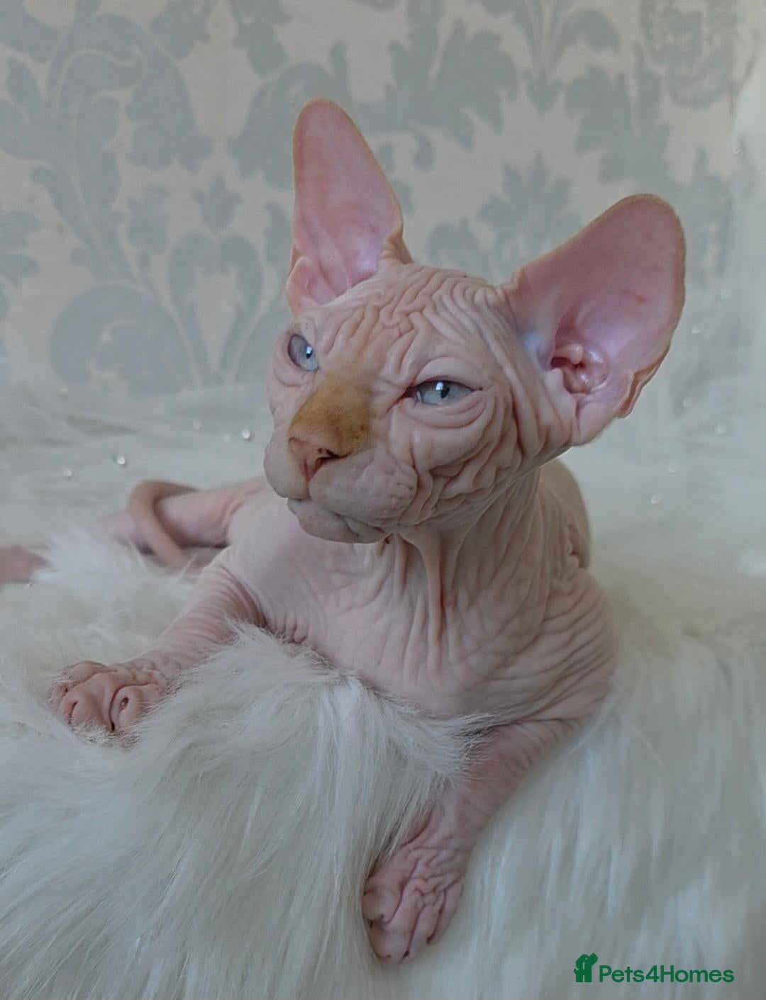 Sphynx cats 2 Stunning Sphynx Boys – Ready Now 💙 - Advert 3