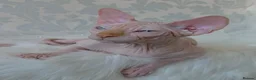 Sphynx cats for sale: 2 Stunning Sphynx Boys – Ready Now 💙 - Advert 15