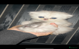 Persian cats for sale: Persian kittens - Image 6