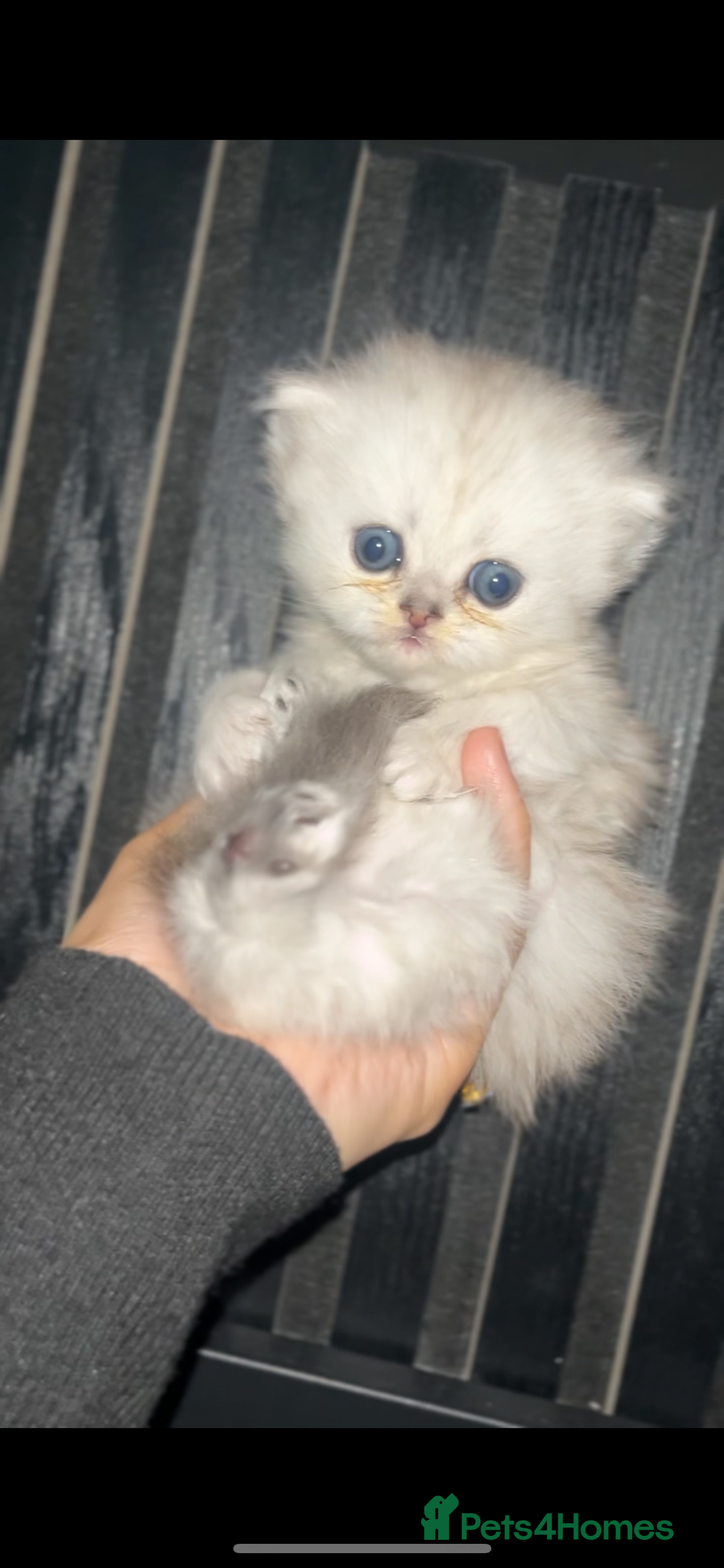Persian cats for sale: Persian kittens - Image 6