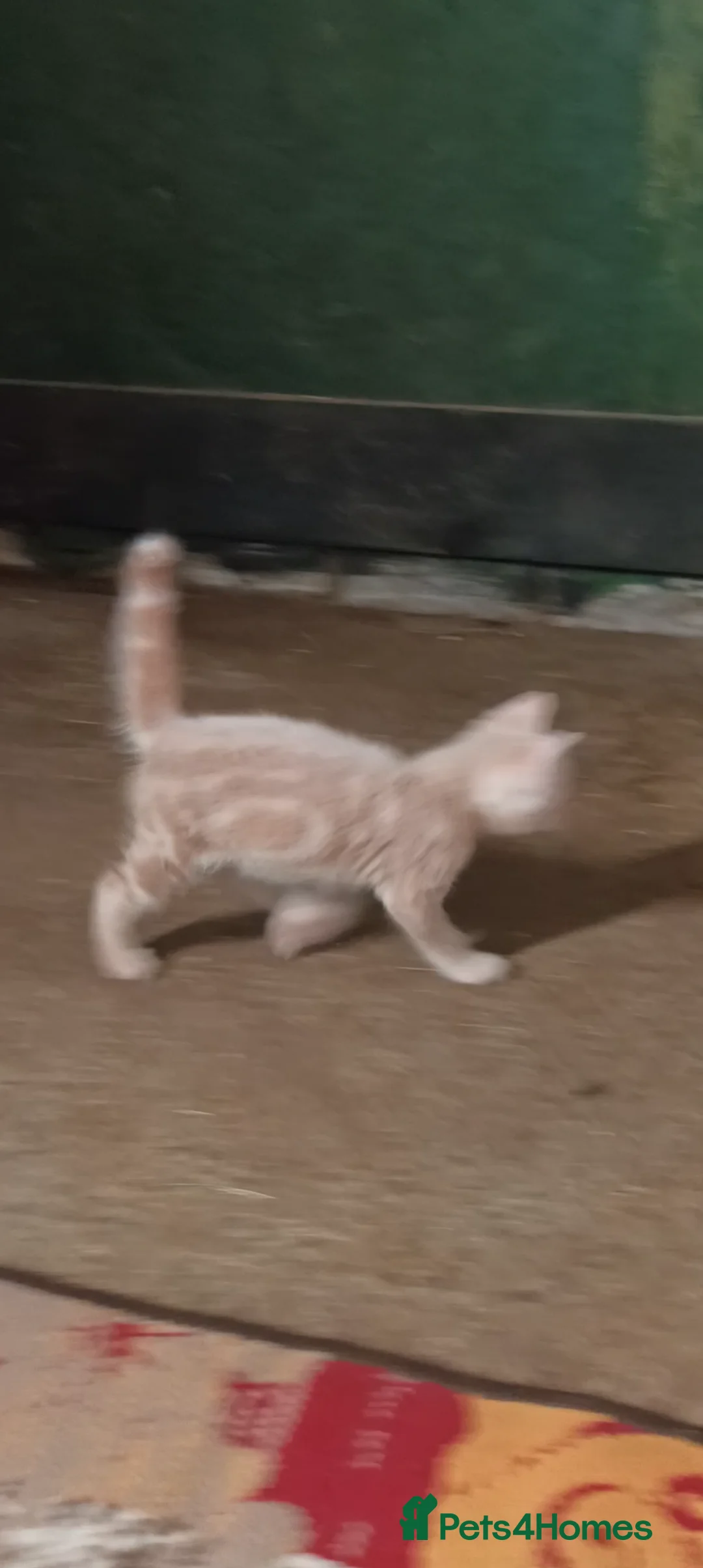 Bengal cats for sale: Bengal x British Short Hair Kittens  in Cupar - Advert 2