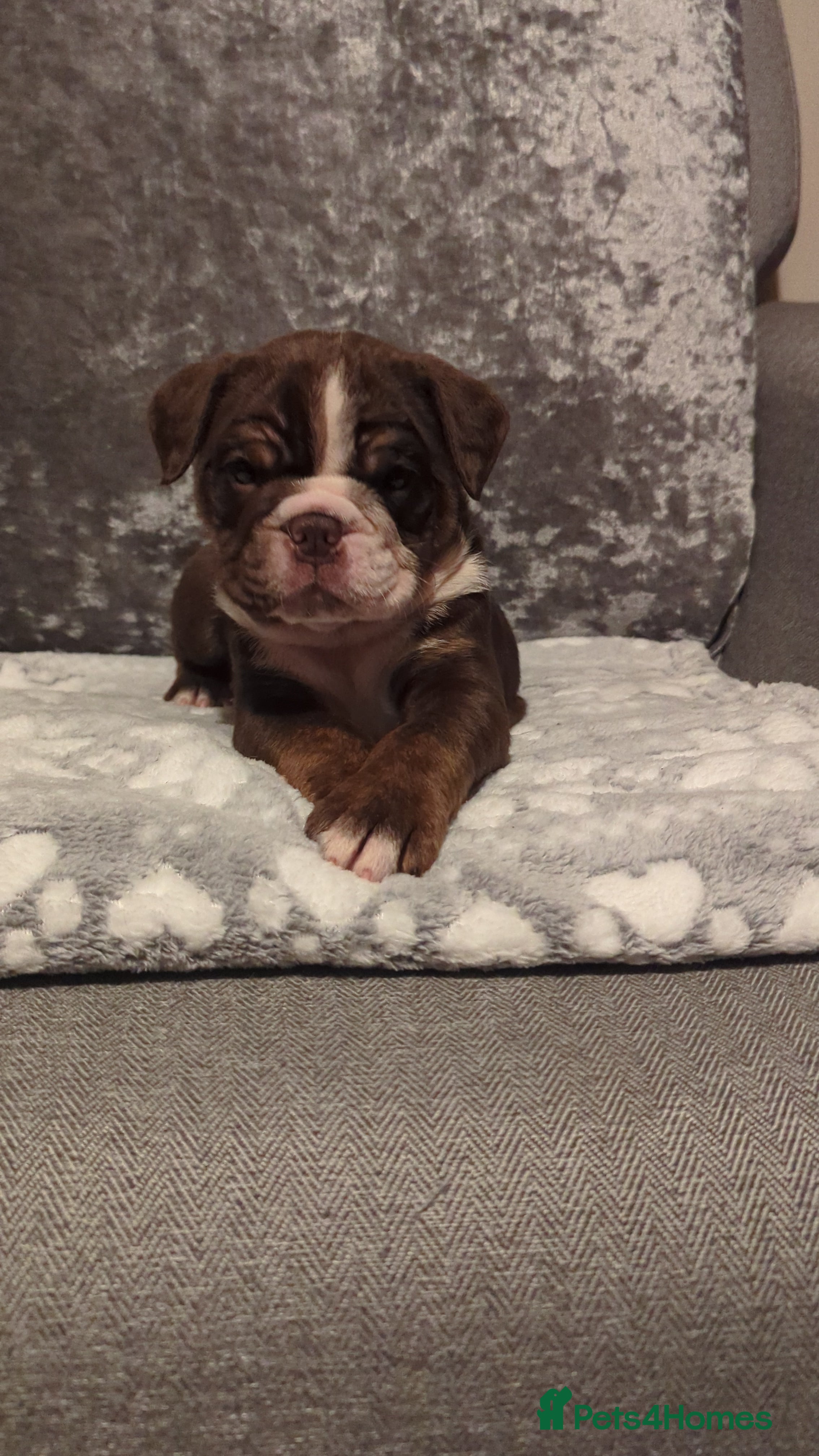 Old Tyme Bulldog dogs STUNNING OLD TYME ENGLISH BULLDOG PUPPIES  - Advert 3