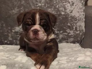 Old Tyme Bulldog dogs STUNNING OLD TYME ENGLISH BULLDOG PUPPIES - Advert 3