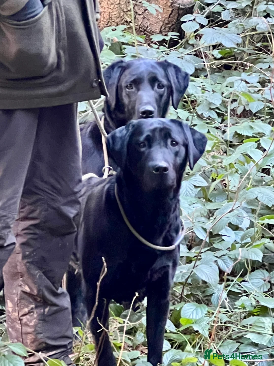 Labrador Retriever dogs for sale: KC Labrador Pups Chunky Traditional  Working - Advert 31