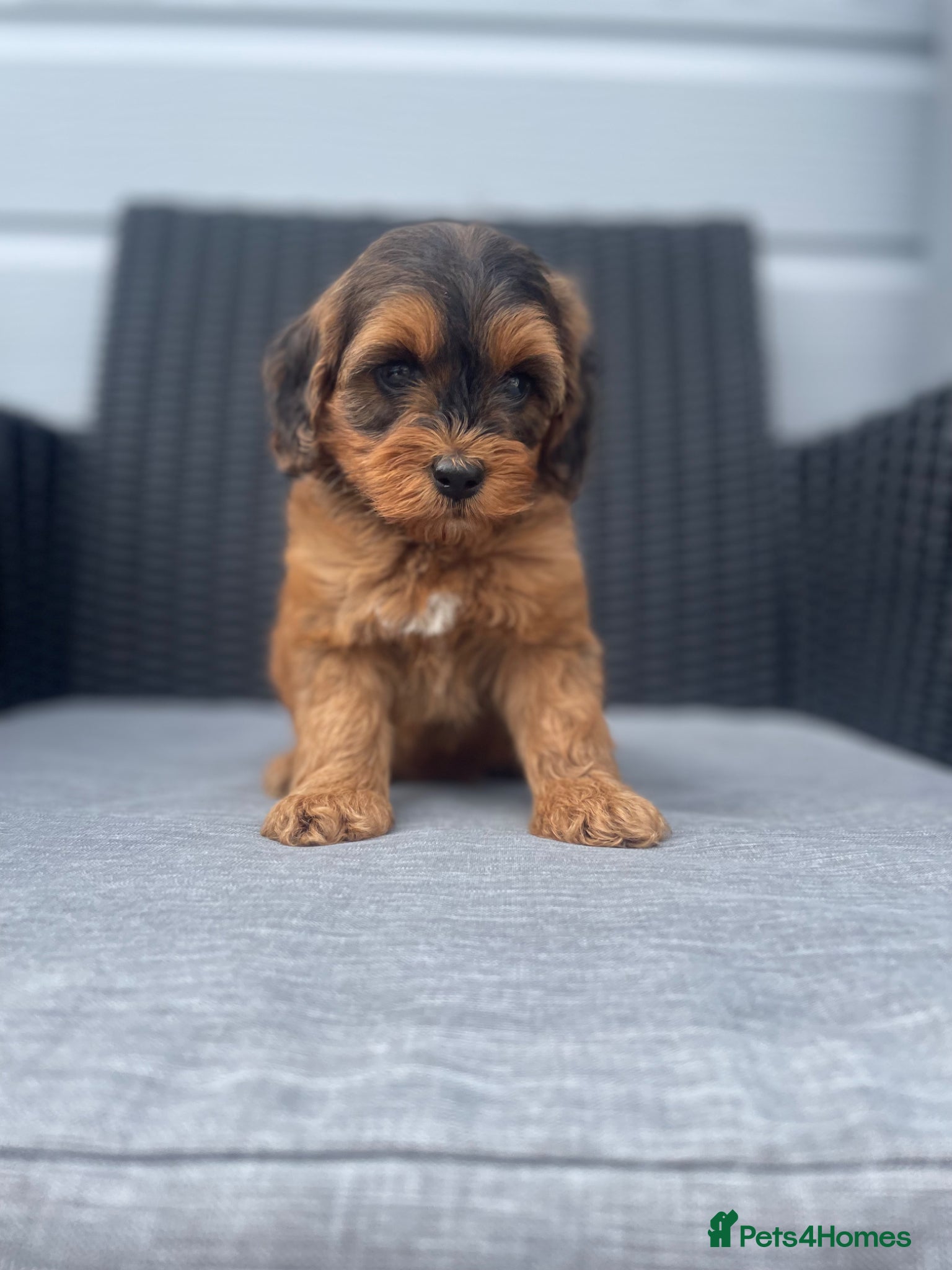 Cockapoo dogs beautiful Cockapoos ready next week  😍😍 - Advert 2