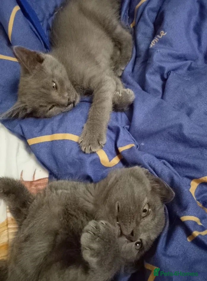 Russian Blue cats calm loving Russian blue kitties - Advert 1