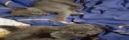 Russian Blue cats for sale: calm loving Russian blue kitties - Advert 1