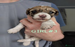 Poochon dogs for sale: Poochons💥 2 Beauties READY TO LEAVE NOW 💥  - Image 20