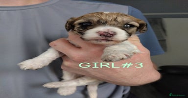Poochon dogs - Advert 1