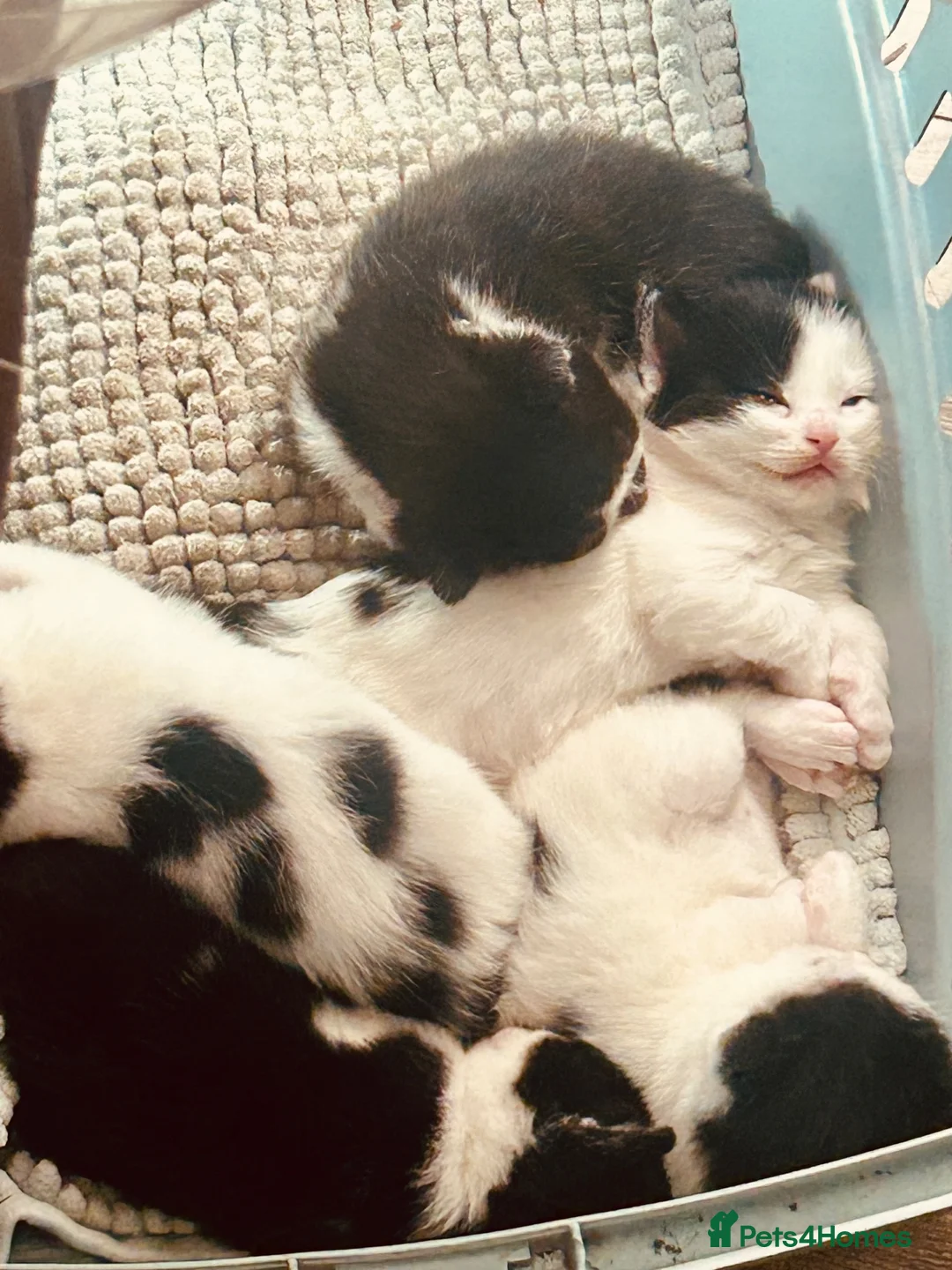 Mixed Breed cats for sale: Beautiful litter - Advert 1