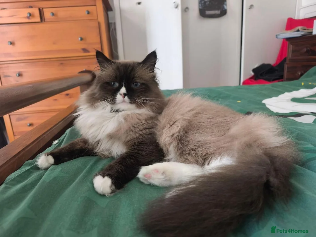 Siberian cats for stud:  Siberian Neva Maskarade  Male Available for Stud in Slough - Advert 2