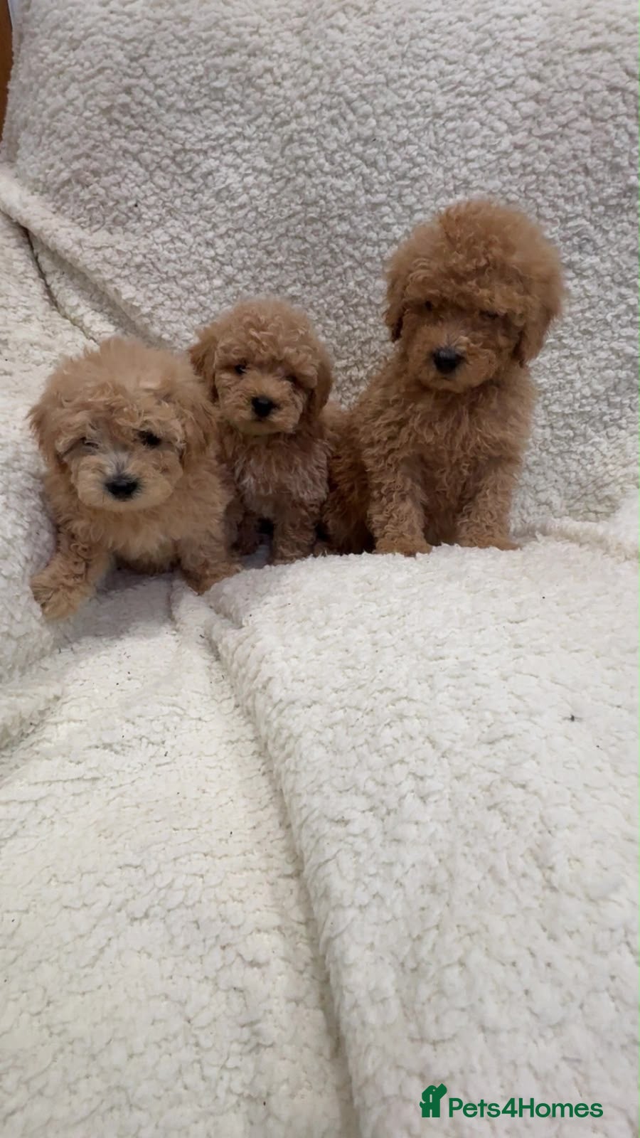 Yorkiepoo dogs Beautiful red yorkipoos - Advert 1