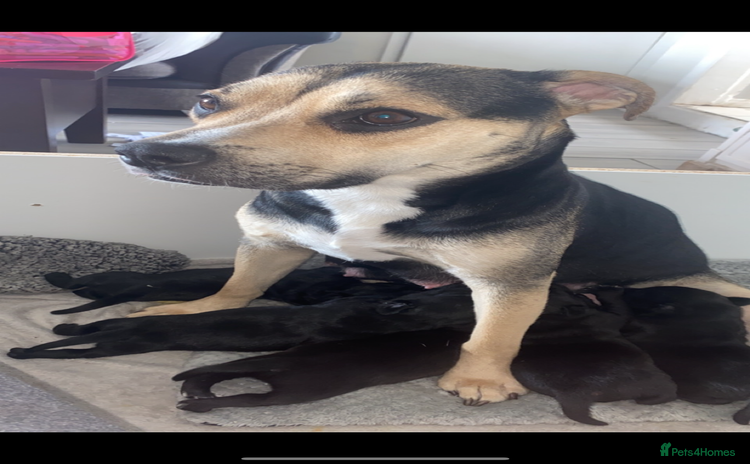 Mixed Breed dogs - Advert 8