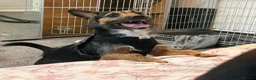 Jack Russell dogs for sale: 1 year old black and tan Jack Russell in Newcastle upon Tyne - Advert 3
