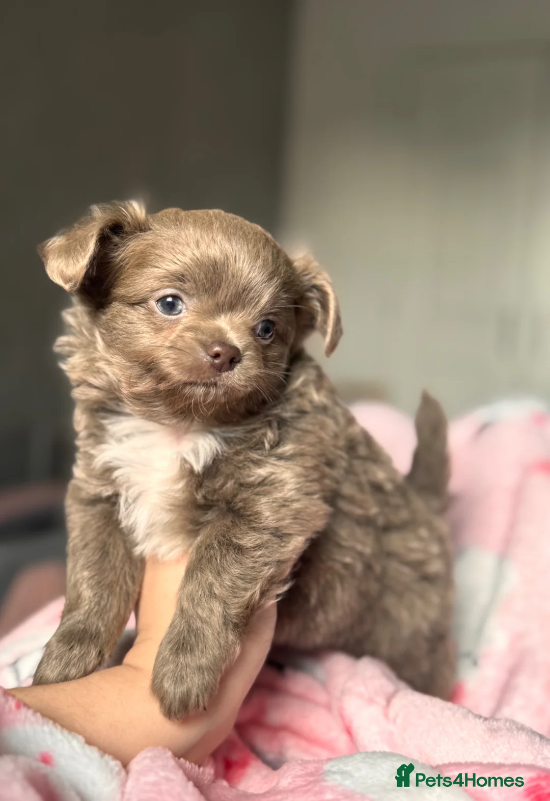 Chihuahua dogs for sale: Tiny Lilac Longhair Chihuahua Boy - Advert 2