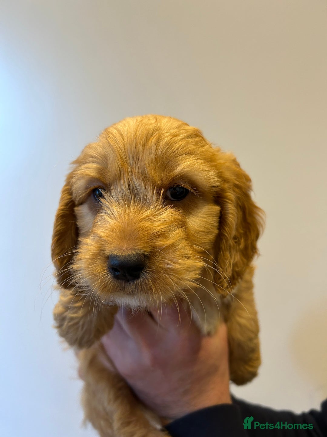 Cockapoo dogs for sale: Cockapoo puppies f1 gorgeous little babys - Advert 12