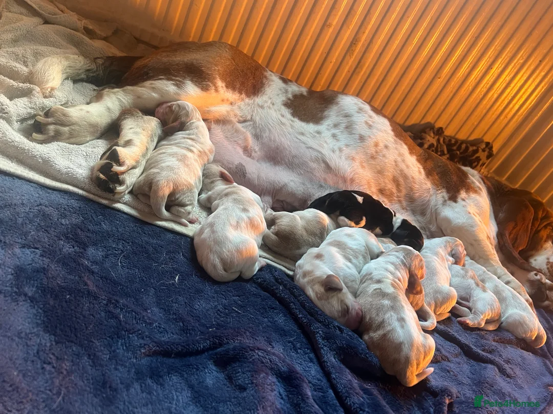 Basset Hound dogs for sale: Stunning basset pup - Advert 1