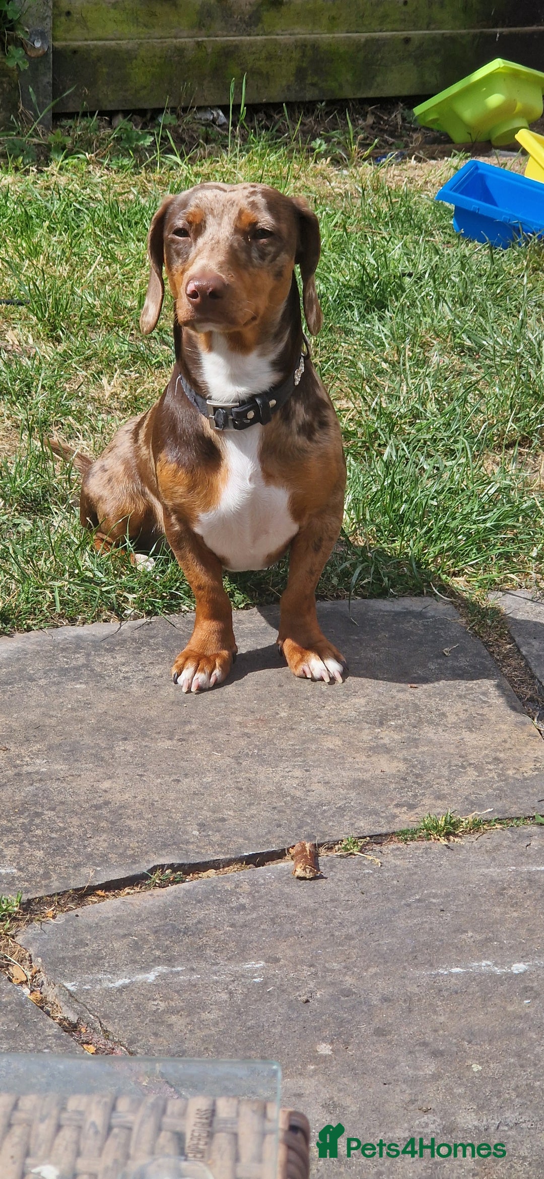 Dachshund dogs for stud: Daushound available for stud.  - Advert 9