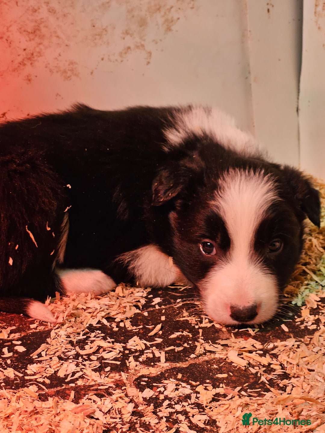 Border Collie dogs for sale: Border Collie puppies for sale  - Advert 8